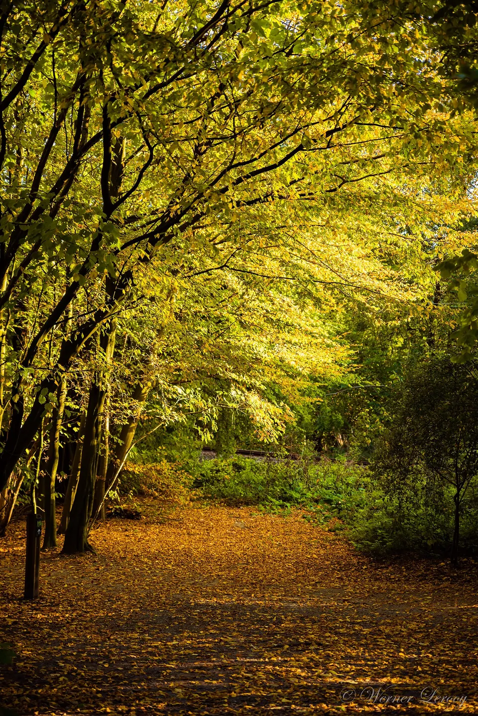 Laarbeekbos