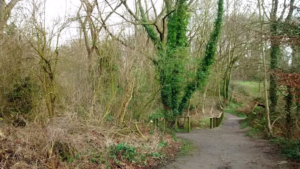 Wilderbos